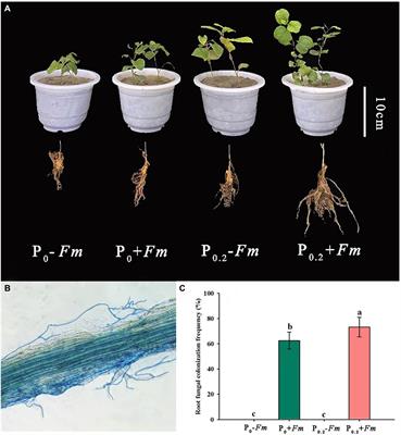 Frontiers | Arbuscular Mycorrhizal Fungi And Phosphorus Supply ...